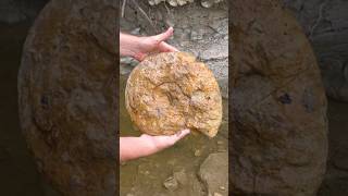 HUGE AMMONITE FOSSIL washed out from recent creek flooding  North Texas fossilhunting [upl. by Lupee]