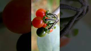 ¹ 🌻⁸☆ Solanales •⁴ Solanaceae ▪︎ Black Nightshade Solanum nigrum  Observed in Description [upl. by Ecirtnahs526]