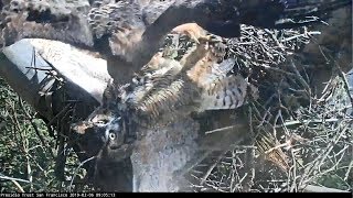 RedTail Hawk Forces GreatHorned Owl Off Nest [upl. by Schoenberg366]