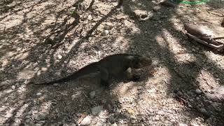 Lago Enriquillo mas salado que el mar con animales de la era de los dinosaurios [upl. by Jean]