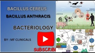 Bacelius anthracis and cereus mbbs bacteriology [upl. by Matias]