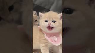 Cute kittens meow meow meowlove shorts comedy funnyvideo billi cat catvideo catlover [upl. by Ordway]