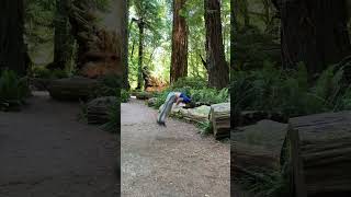 Redwood Forest redwoodforest backflip parkour [upl. by Anwadal443]