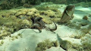 Snorkel Rottnest IslandWadjemup 5 Feb 2023 [upl. by Ynatirb766]