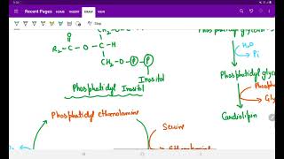 SYNTHESIS OF PHOSPHOLIPIDS [upl. by Eceinert]