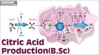 Citric Acid ProductionBSc [upl. by Eemyaj]