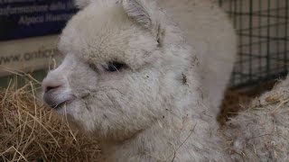 Antica fiera del bestiame di S Giuseppe  Vernio [upl. by Eilatam]