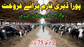 Subhan Dairy Farm  Cow Sale In Punjab  Cow Dairy Farm  Sasta Farm  Pk Janwar Mandi [upl. by Panaggio]