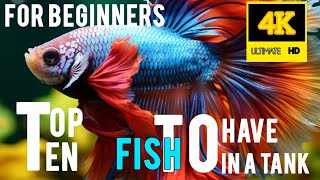 Top 10 Fish to Have in a Tank … For Beginners… [upl. by Ankeny]