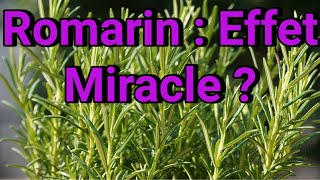 Romarin  Cette Herbe Miracle Peutelle Vraiment Transformer Votre Santé [upl. by Gibrian177]