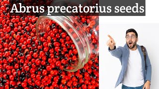 Rosary pea seeds  Abrus precatorius seeds decoration  Herbal product [upl. by Ecnaret]