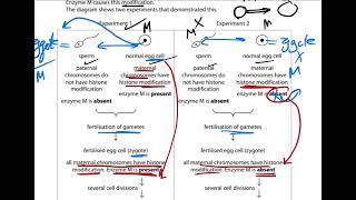 Question b  How Histone modification can be passed onto embryos [upl. by Mert119]