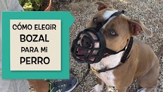 Cómo elegir el mejor bozal para mi perro Mediterranean Natural y Ngorong Ngorong [upl. by Atiragram]