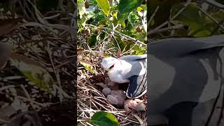 Blackwinged kite Birds with their young and nest [upl. by Esorbma]