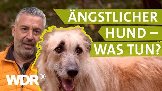 Hilfe bei ängstlichem Hund  Hunde verstehen 3  Tierratgeber  WDR [upl. by Eicats]