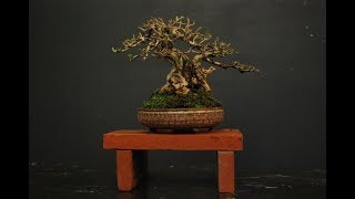 Chinese Sweet Plum Bonsai Sageretia Theezans 6 [upl. by Lavud806]