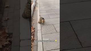 Daily vlog of my boring life 22😴 shortsvideo2024 medazelli cat funny memes [upl. by Romelle]