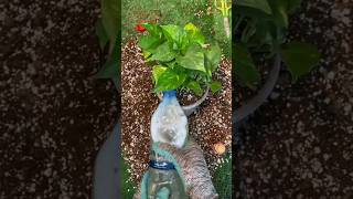 Step by Step Repotting a Pothos Plant shorts pothosplant Epipremnum [upl. by Monsour648]