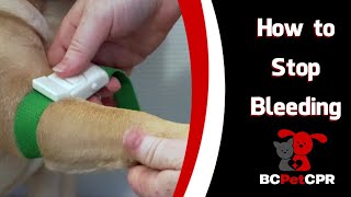 Pet First Aid How to Stop Bleeding [upl. by Teuton]