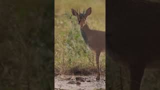 Animal wildlife  dik dik gazelle [upl. by Pihc]