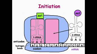 Initiation Step of DNA Translation [upl. by Levin33]