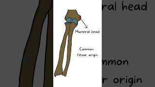 Pronator teres  Anatomy series  Med vids made simple [upl. by Mazlack417]