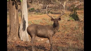 Beautiful Deer At Vizag  Vishakapatnam Zoo [upl. by Weider]