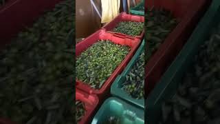 raccolta olive e frantoio per olio evo toscano [upl. by Eitak]