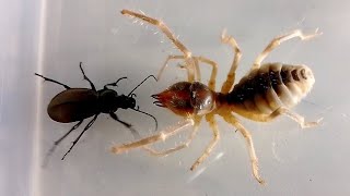 Жужелица vs Сольпуга Ground Beetle vs Camel Spider [upl. by Inalak]