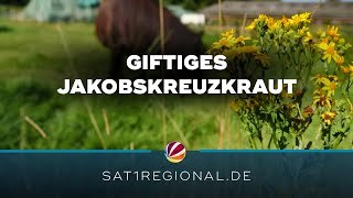 Giftiges Jakobskreuzkraut So wehren sich SchleswigHolsteins Landwirte [upl. by Oeniri964]