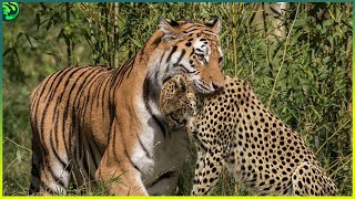 13 Deadliest Tiger Attacks Caught on Camera [upl. by Darooge24]