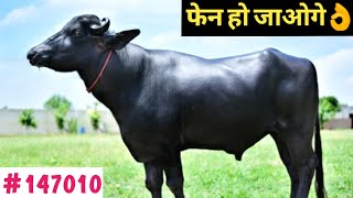 बुल147010 से मिल रही 80 कटियांMurrah Best Bull in Haryana India [upl. by Anivle]