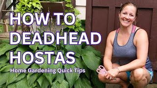 Deadheading Hostas  Home Gardening Quick Tips [upl. by Bloem]