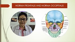 Norma frontalis and occipitalis [upl. by Annadiane]