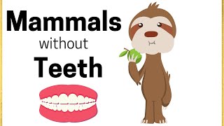 Mammals without Teeth [upl. by Kreda]