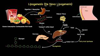 Lipogenesis Summarised [upl. by Oizirbaf324]