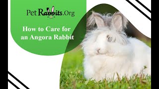 How to Care for an Angora Rabbit  Pet Rabbits [upl. by Ellegna]