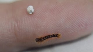 שבתאי השקד בקיעה  Giant Peacock Moth Saturnia pyri hatching [upl. by Areit511]