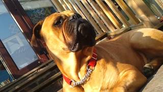 Bullmastiff Lola at 22 Months HD [upl. by Etteluap]