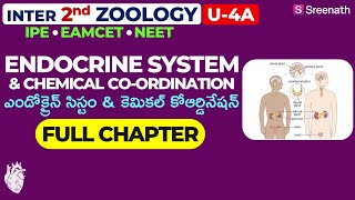 Endocrine System amp Chemical Full Chapter in తెలుగు  TSAP Inter 2nd Year Zoology  CH  4A [upl. by Casper]