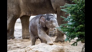 HellabrunnFürZuhause  Weihnachtsfreude in Hellabrunn [upl. by Anneyehc725]