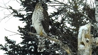 Épervier de Cooper juvénile  Coopers Hawk juvenile [upl. by Asselim]