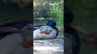 Day of Leisure Sleepy Mallard Ducks Enjoying Feather Care Nature Relaxation bibbobbib birds [upl. by Quitt]