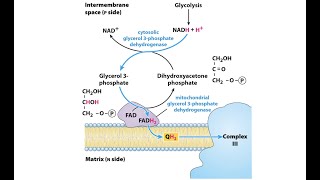 Glycerol 3 Phosphate Shuttle [upl. by Ahsin]