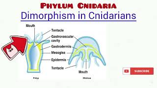 Phylum Cnidaria updated [upl. by Eelinnej]