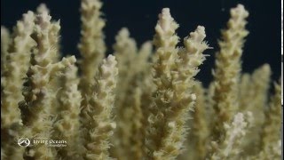 How Corals Eat Coral Polyps Feeding [upl. by Enilra]