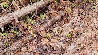 Red Osier Dogwood Cuttings Success [upl. by Stella]