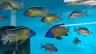 The Cichlid Shack shipment walkthrough January 18 2020 [upl. by Renraw]