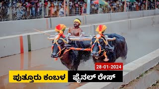 Puttur Kambala Final race 2024  ಪುತ್ತೂರು ಕಂಬಳ ಫೈನಲ್ ರೇಸ್ [upl. by Mcclish]