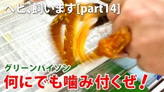 ヘビ、飼います［part14］荒々しい新入りヘビの餌やり [upl. by Einuj]